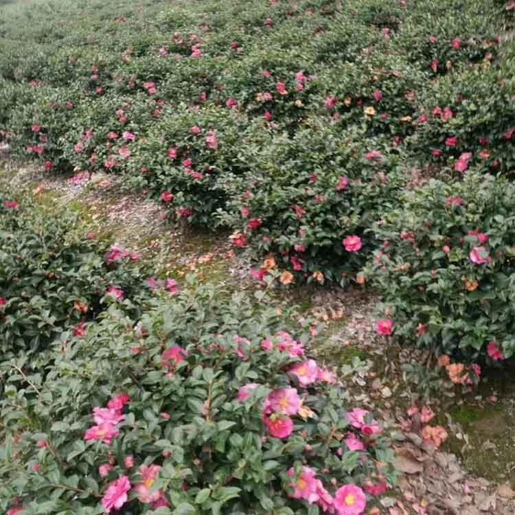  茶梅球