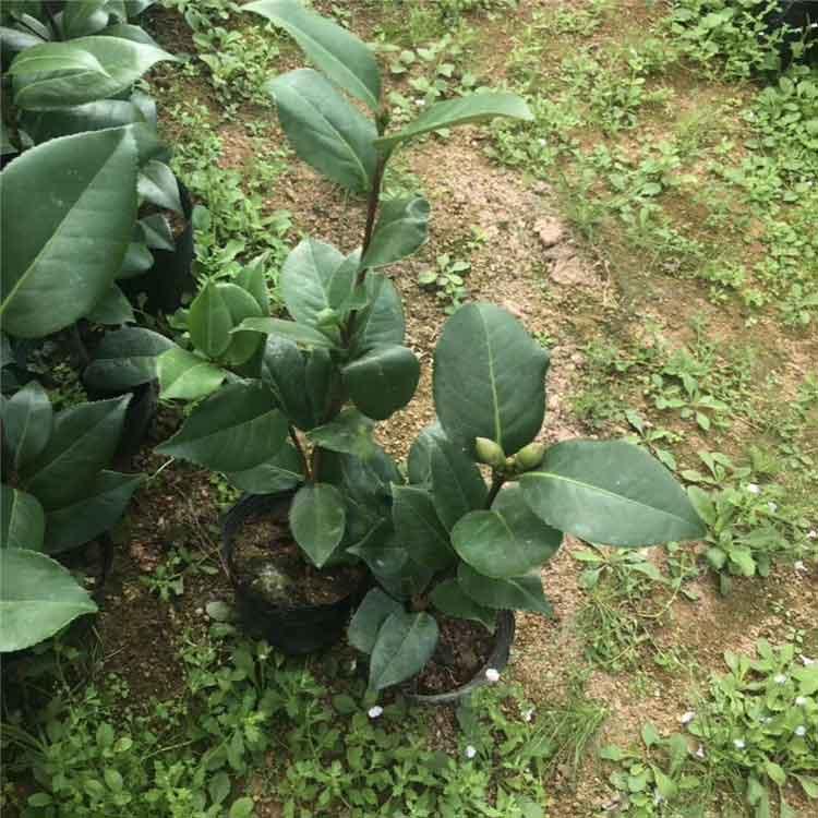  茶花树小苗