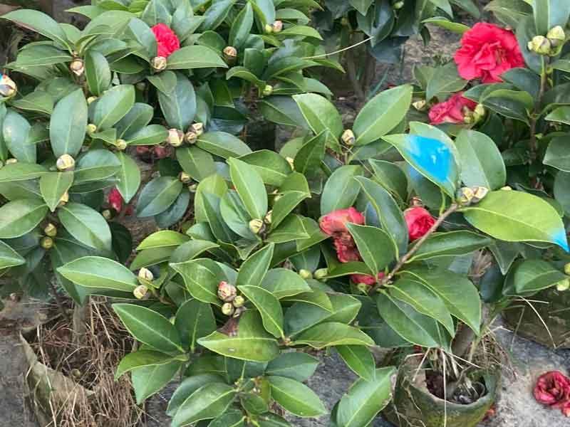 茶花小苗
