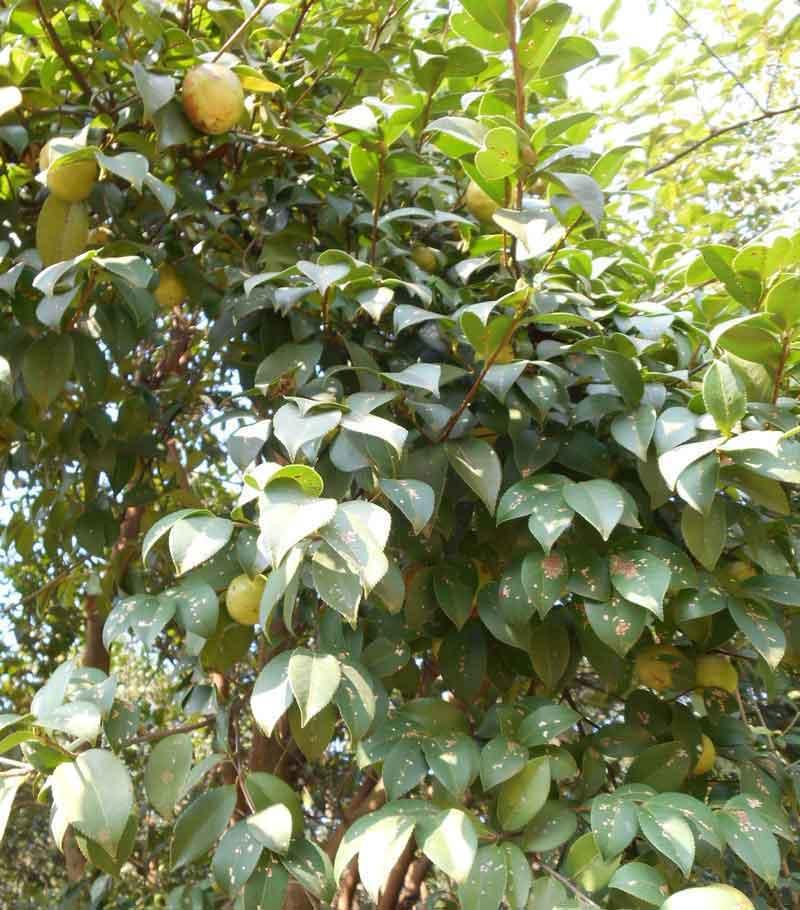  油茶树
