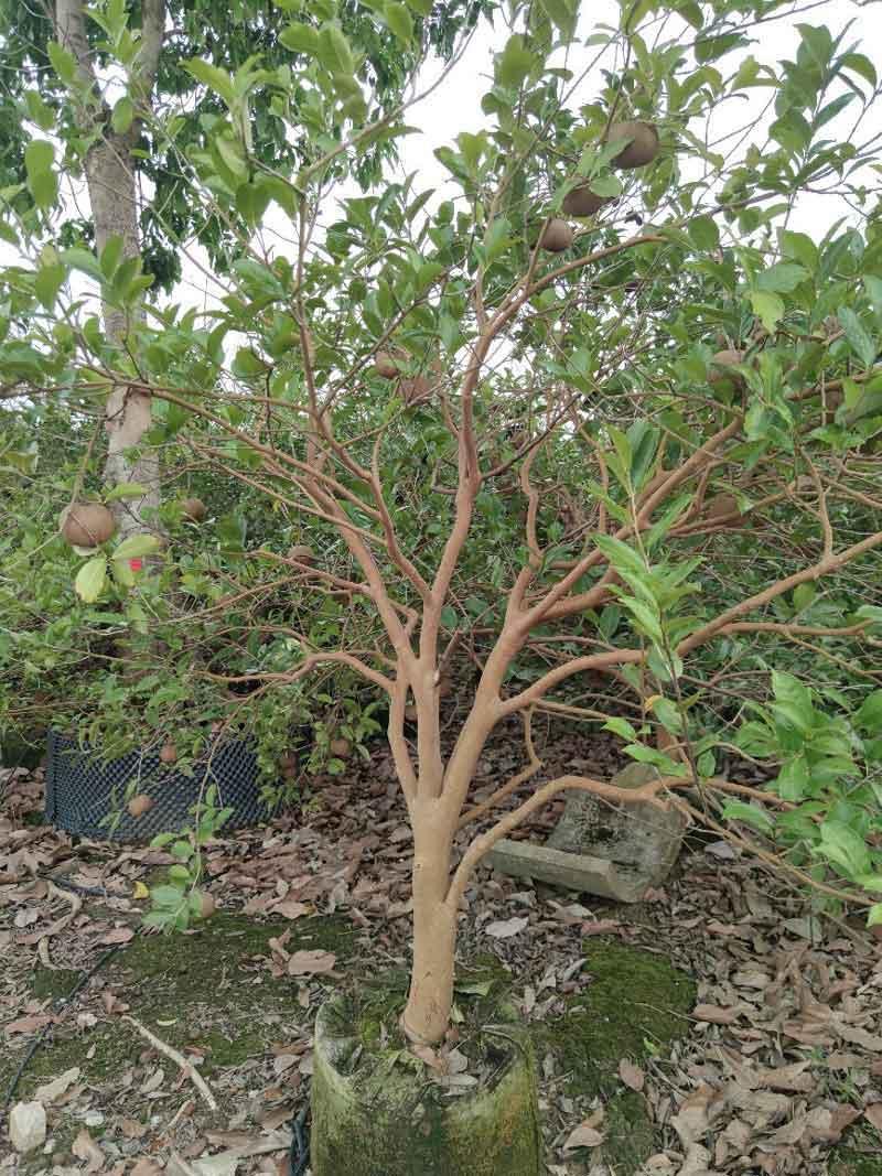  油茶树