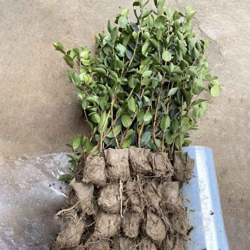  油茶树小苗