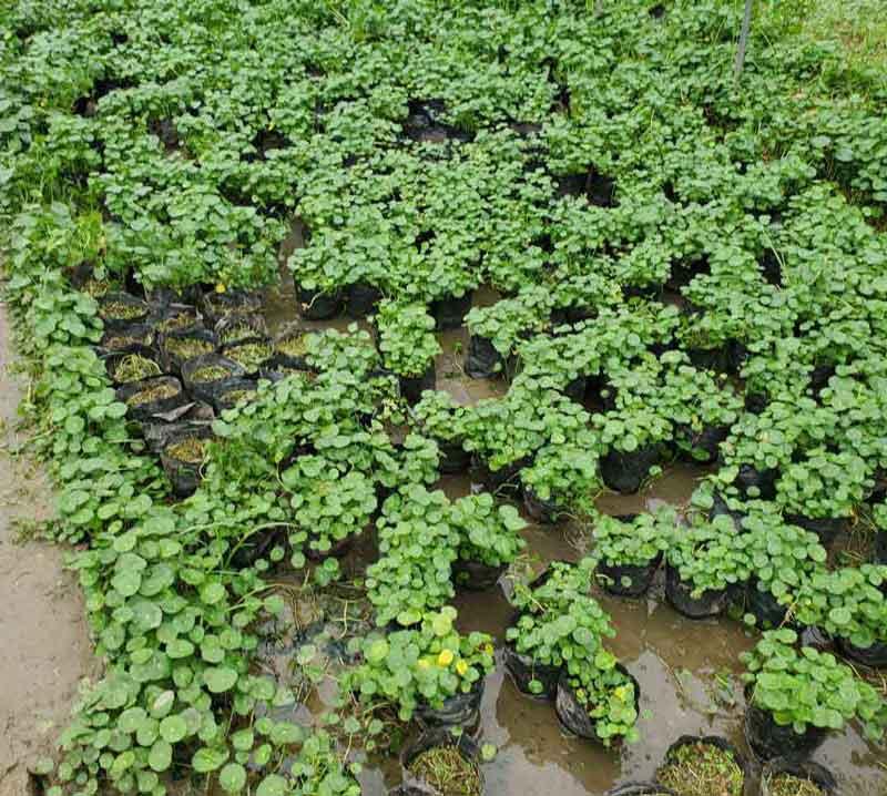  铜钱草