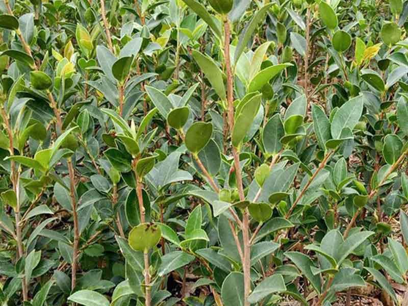 油茶树小苗