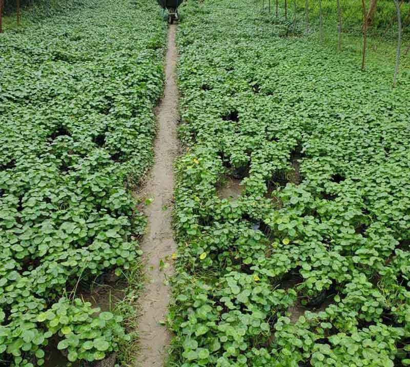  铜钱草