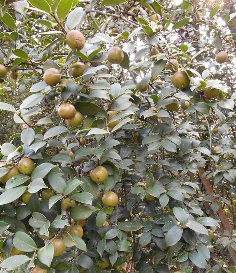 油茶树