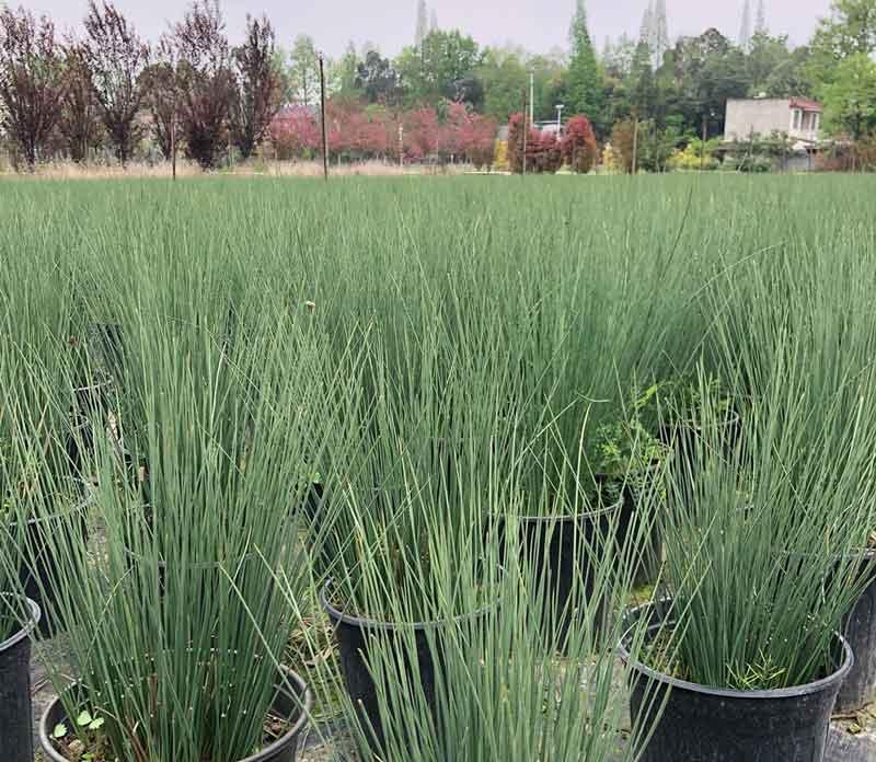  灯芯草