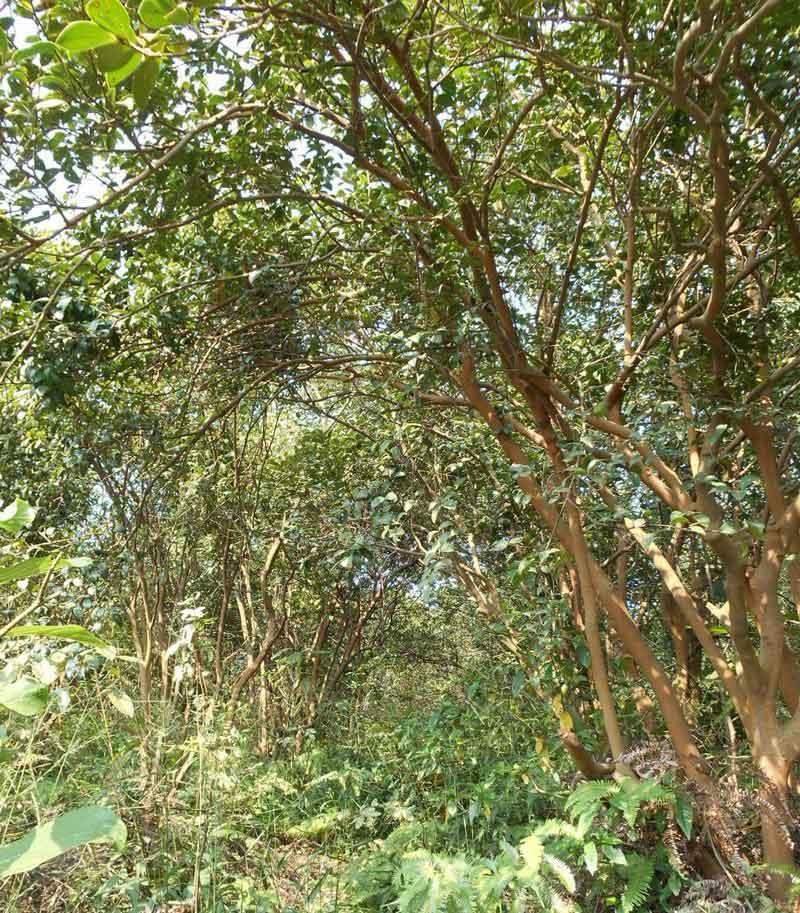  油茶树