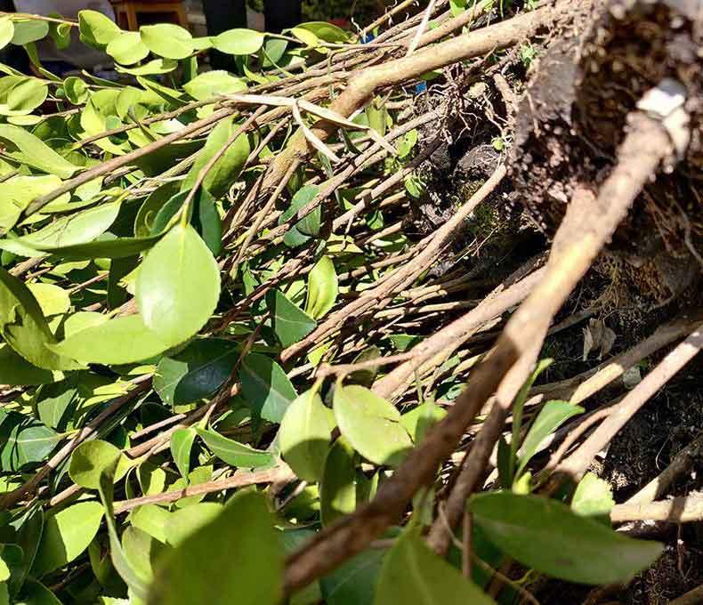  油茶树小苗