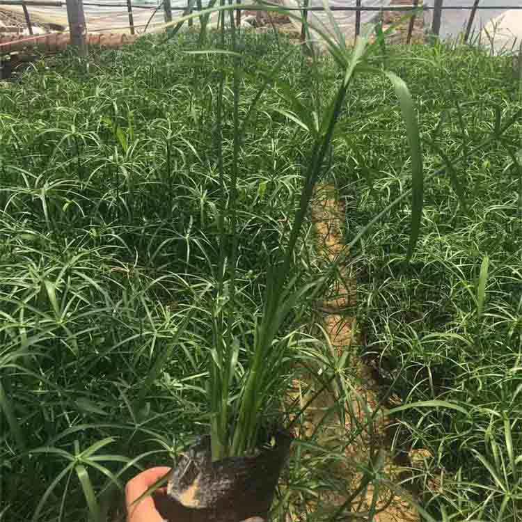  旱伞草