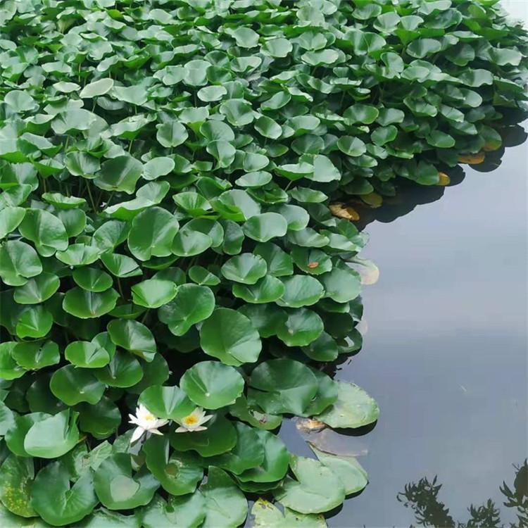  睡莲