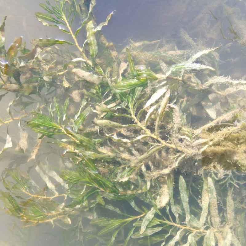  菹草