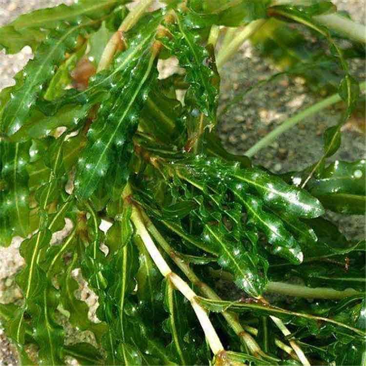  菹草