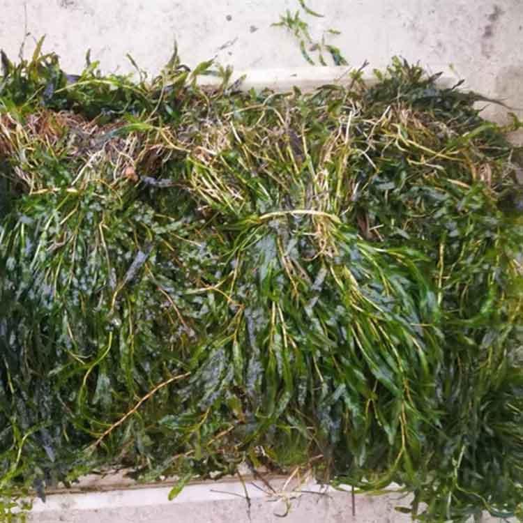  菹草