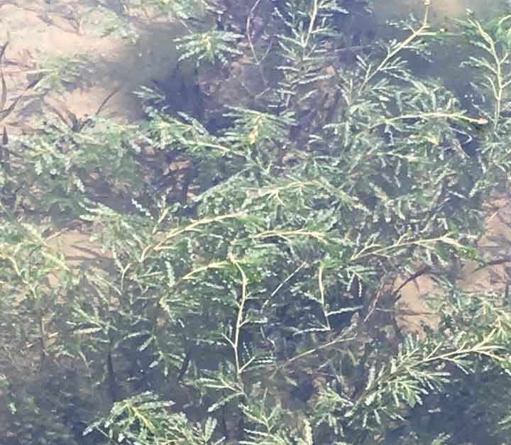  菹草