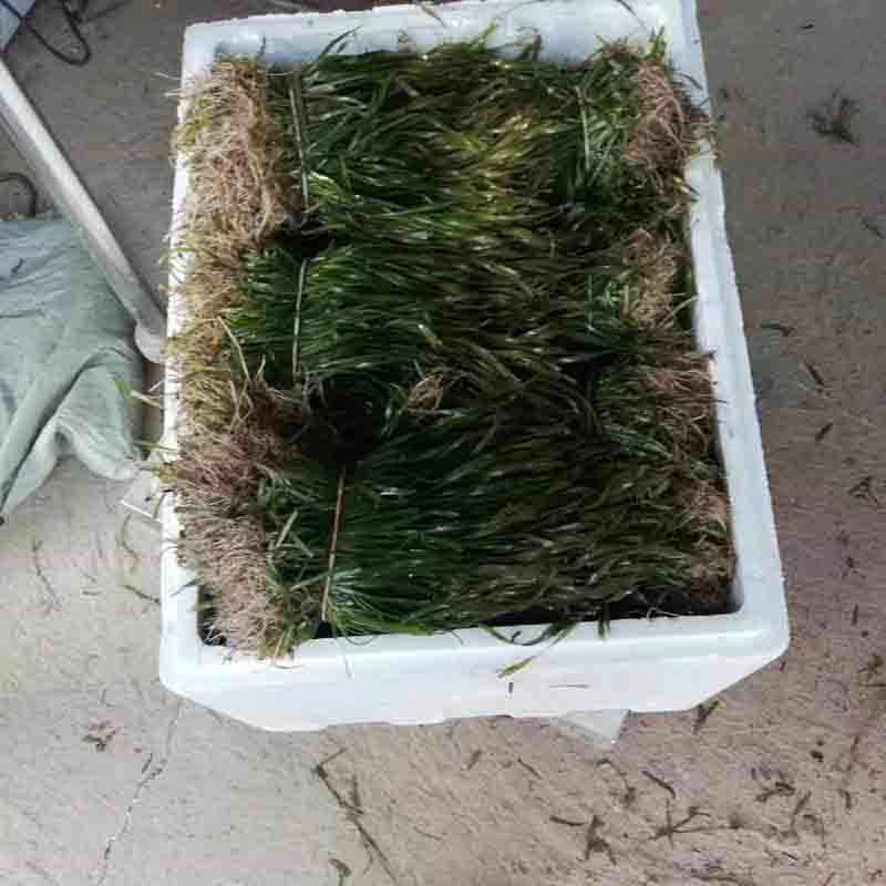  矮生苦草