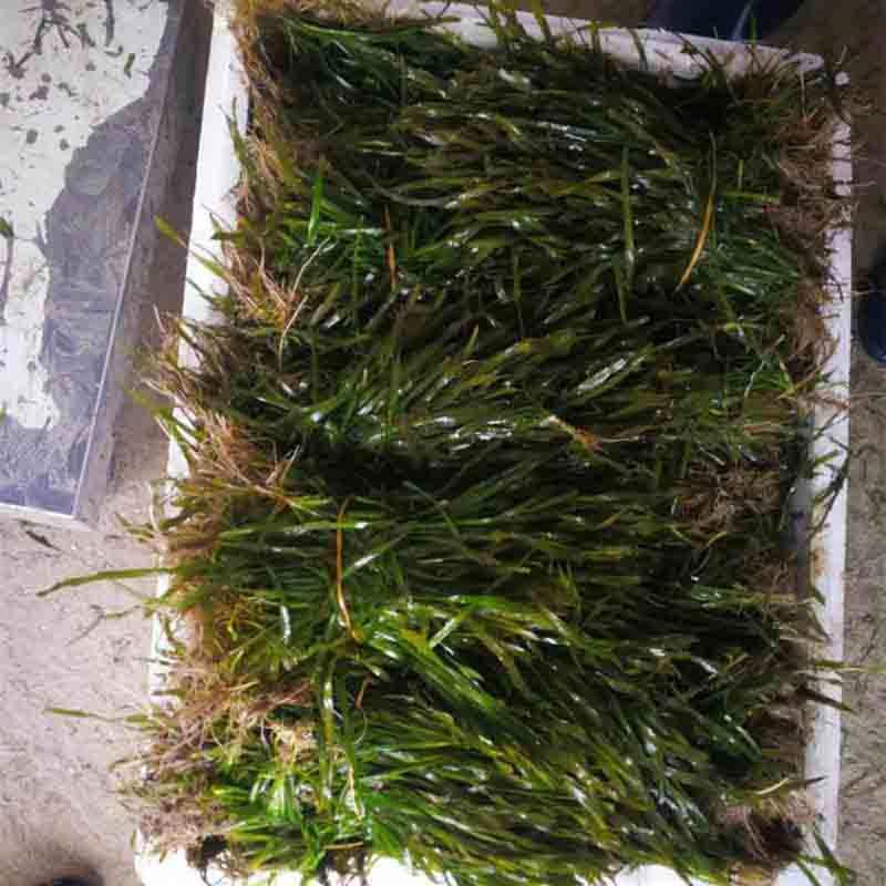  矮生苦草
