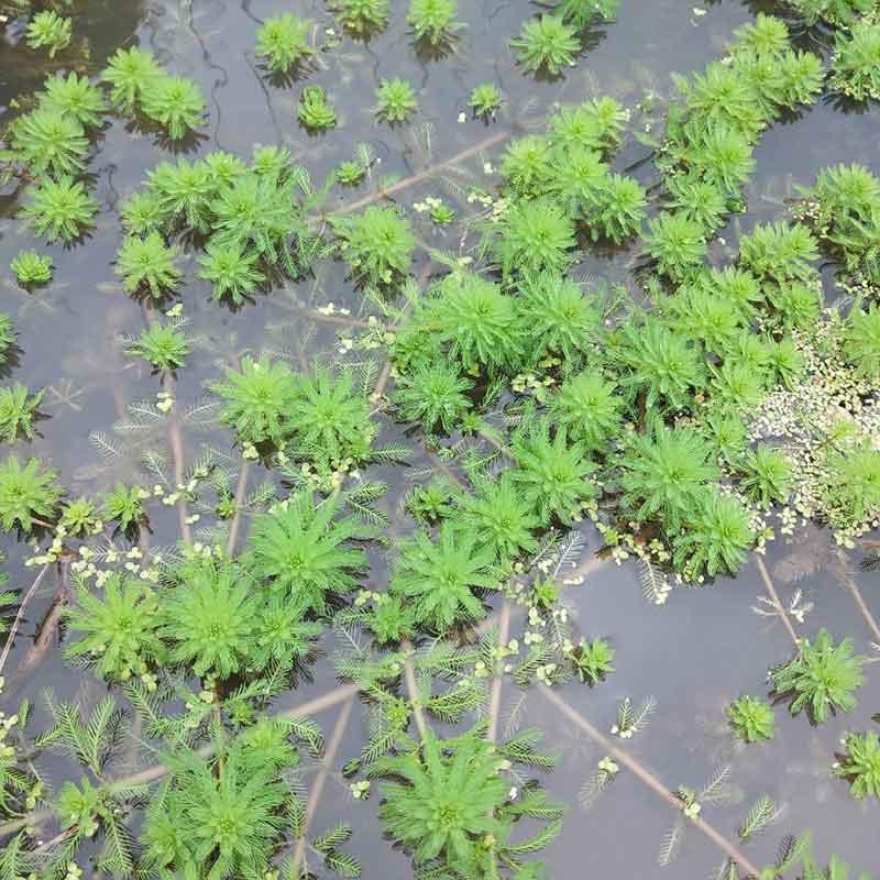  粉绿狐尾藻