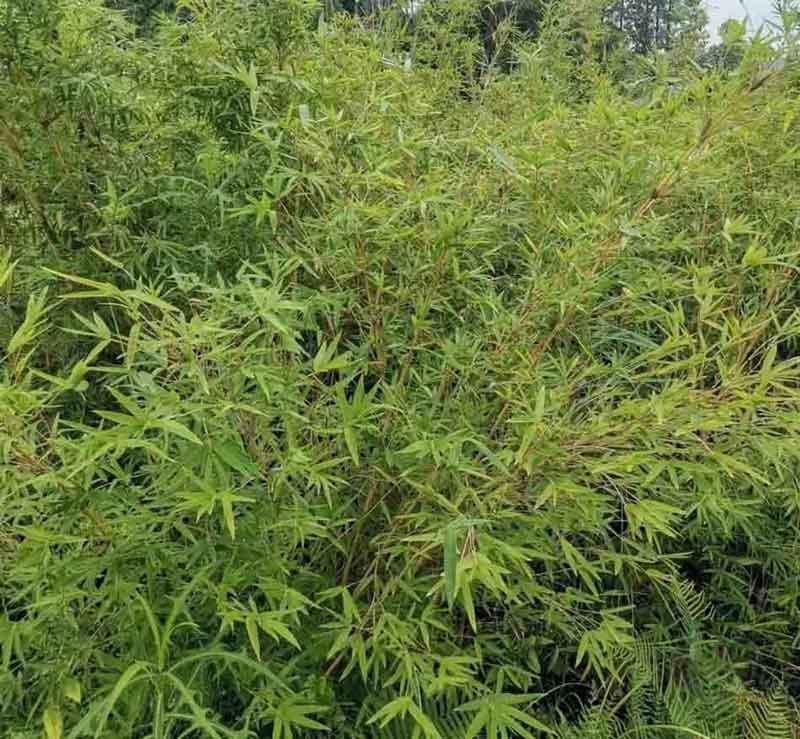  丛竹