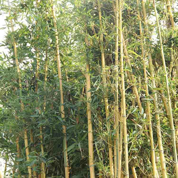  丛竹