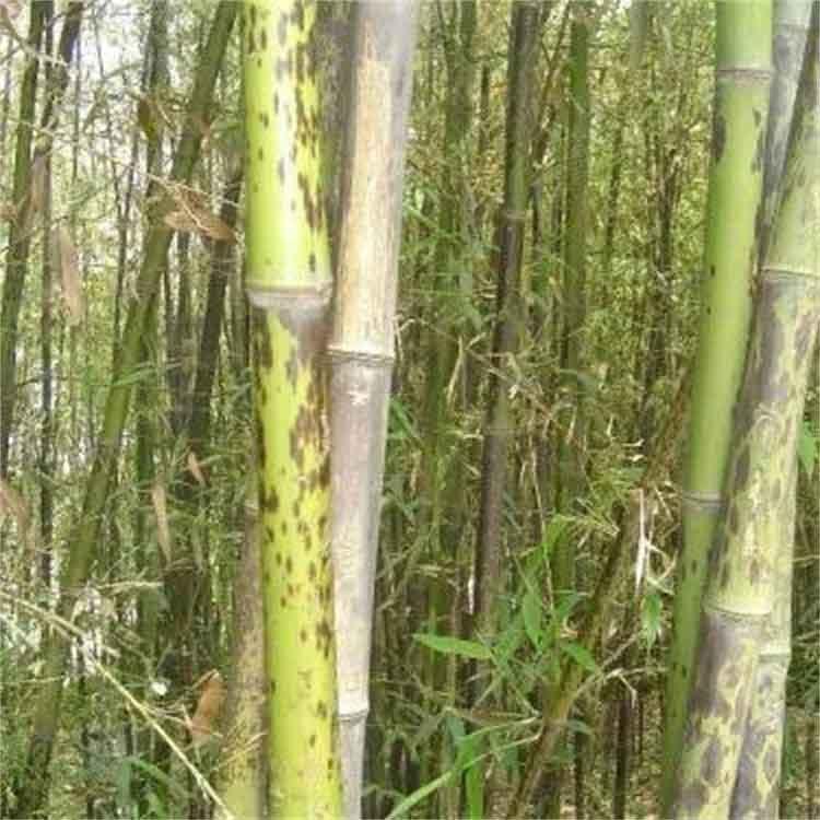 斑竹