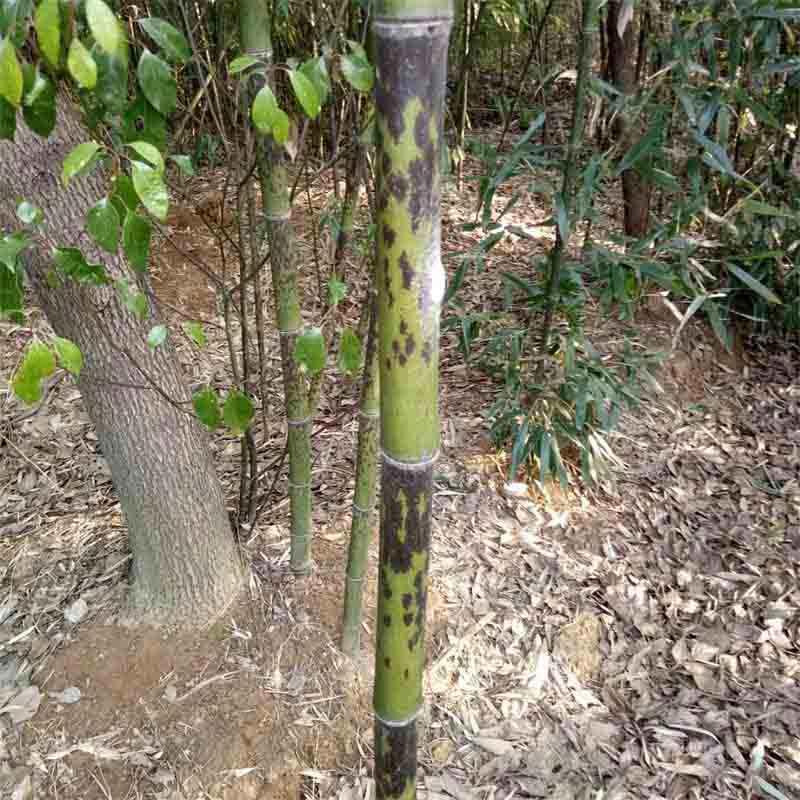  斑竹