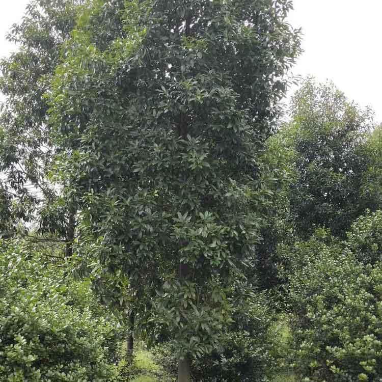  拟单性木兰