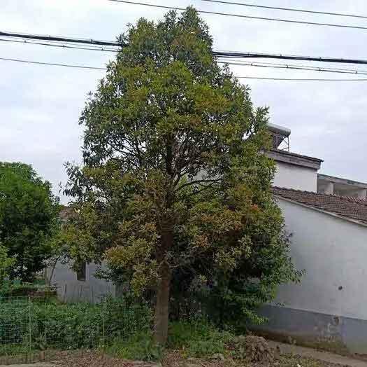  拟单性木兰