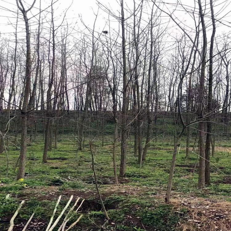  白杨树