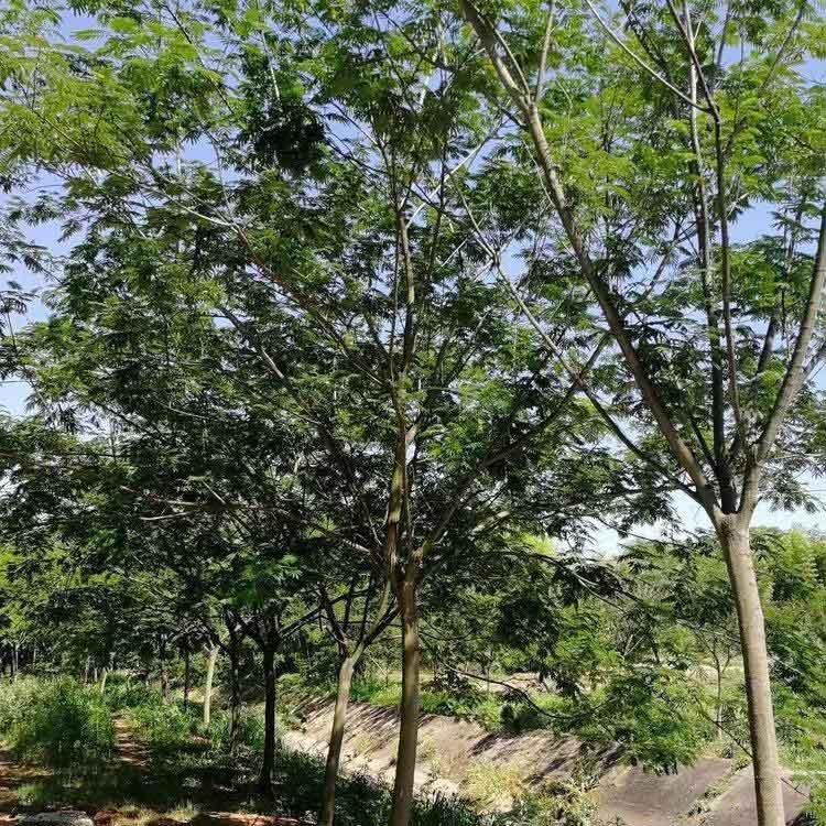  合欢树