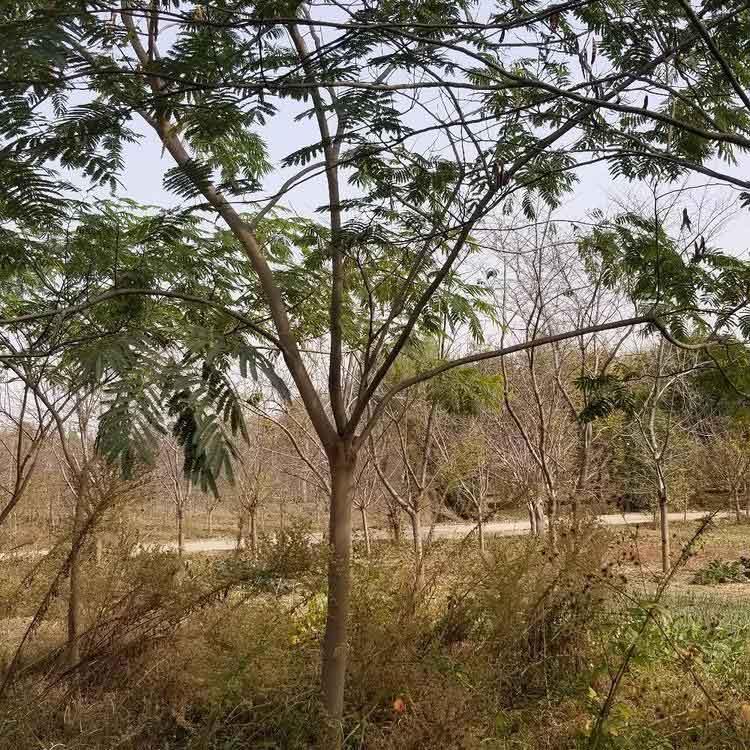  合欢树