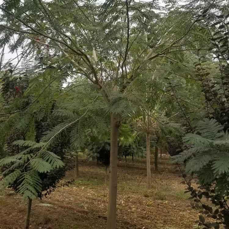  合欢树
