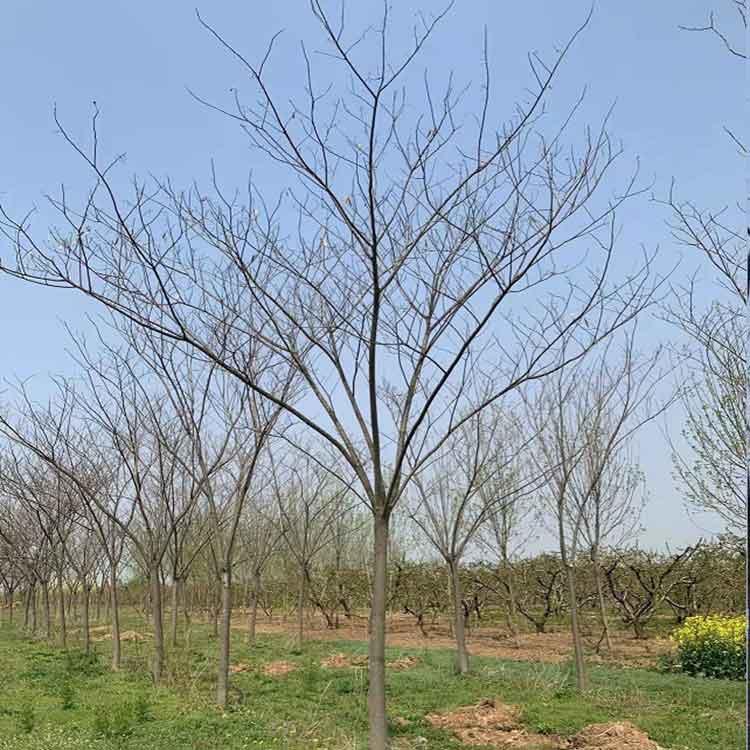  合欢树