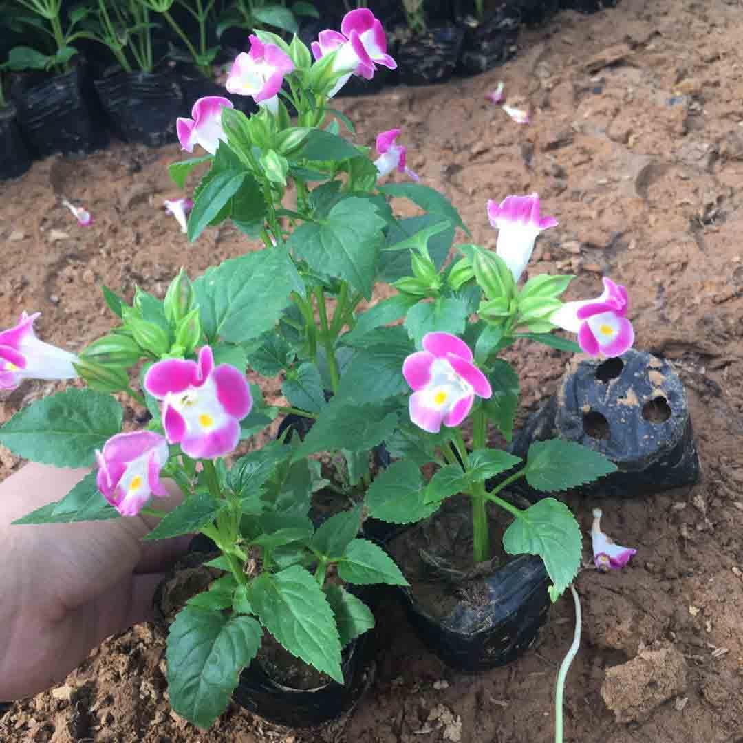  夏堇