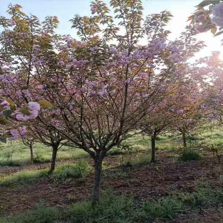  日本晚樱