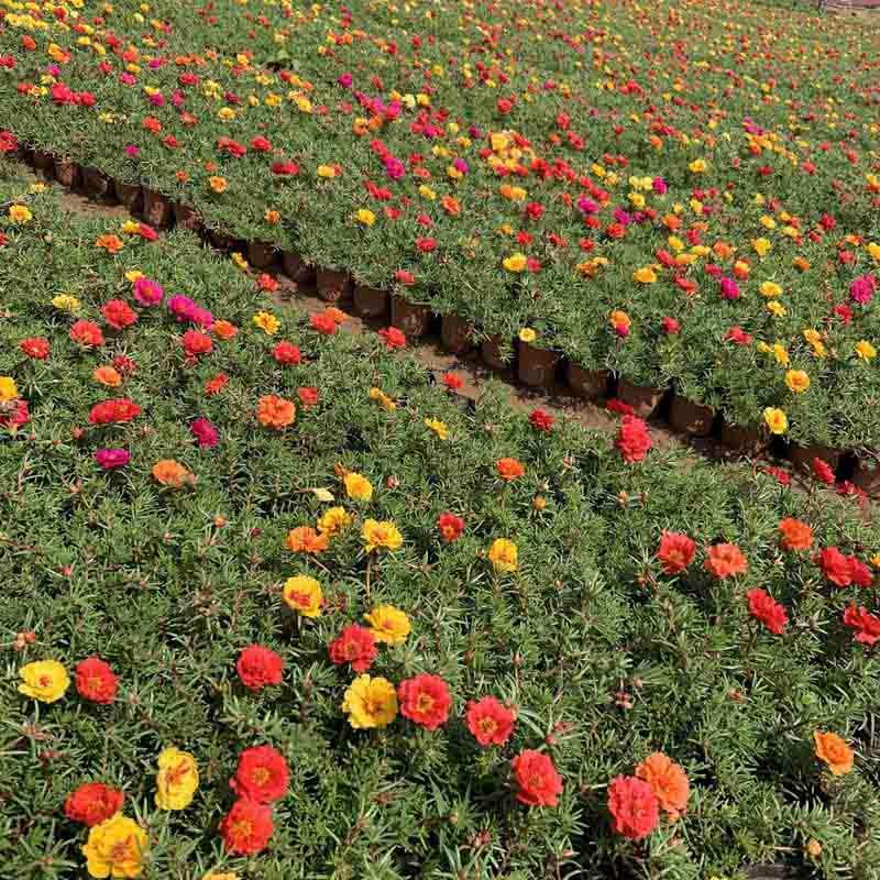  太阳花