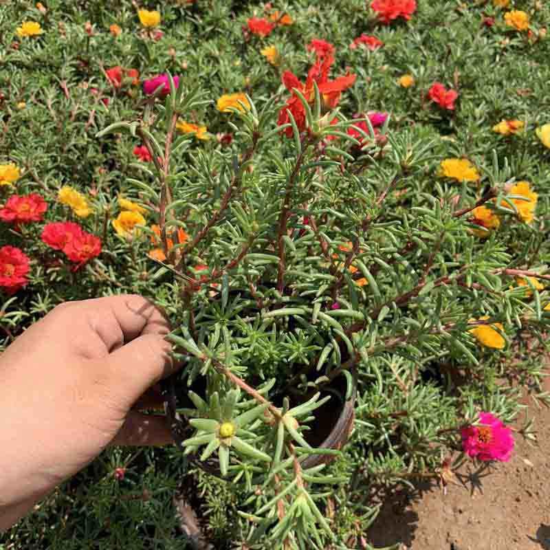  太阳花