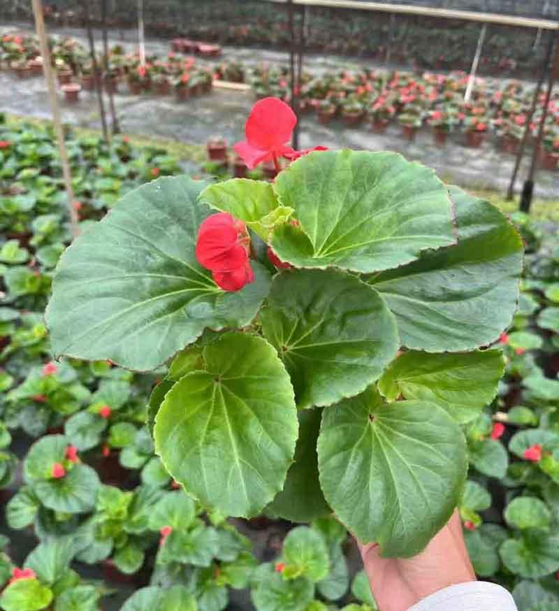  四季秋海棠