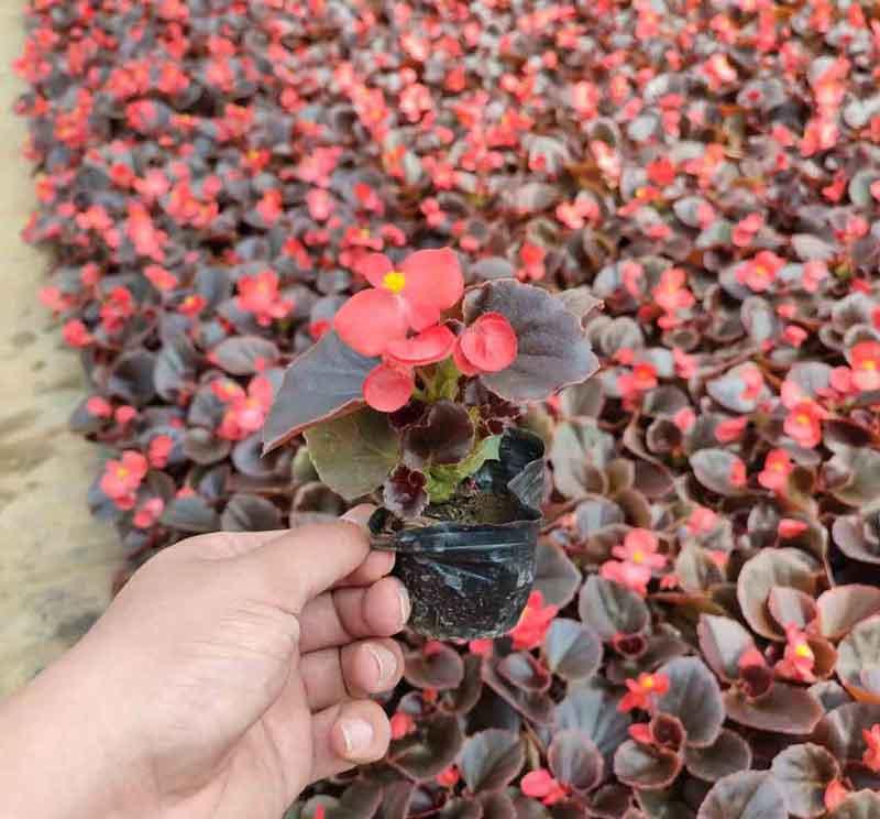  四季秋海棠