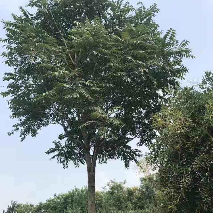  椿树