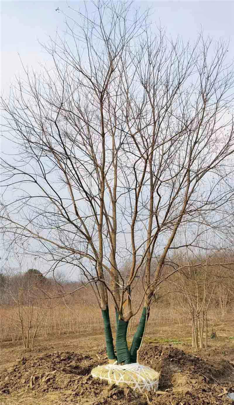  乌桕