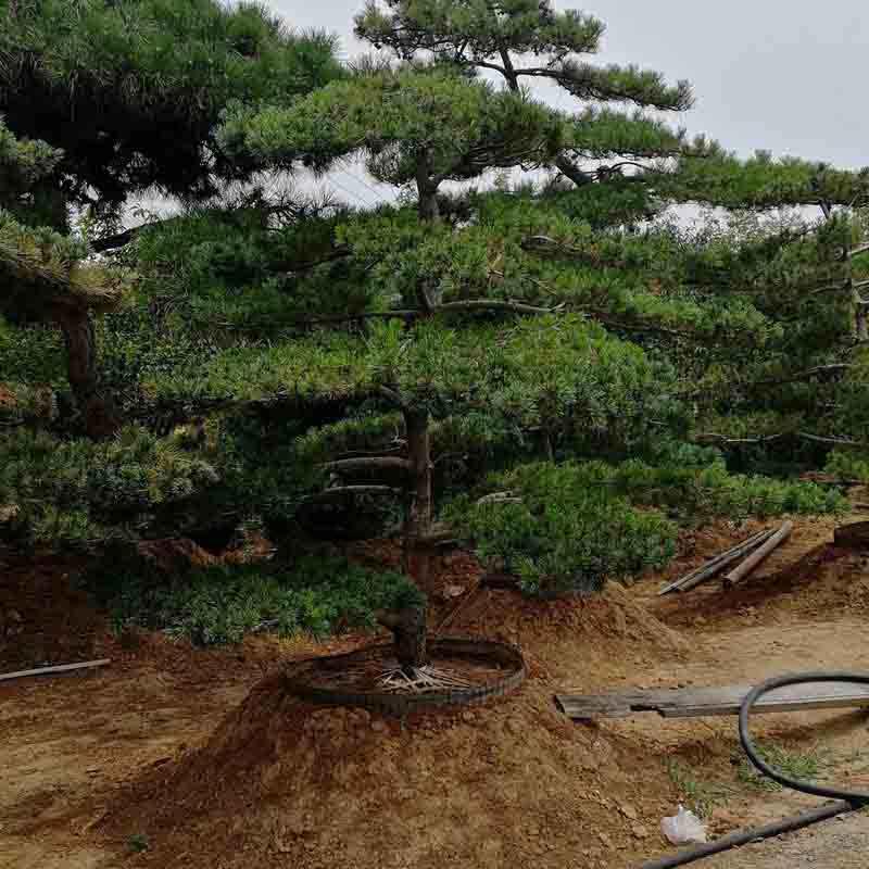  五针松