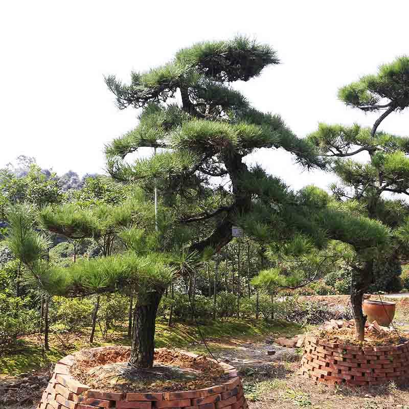  黑松