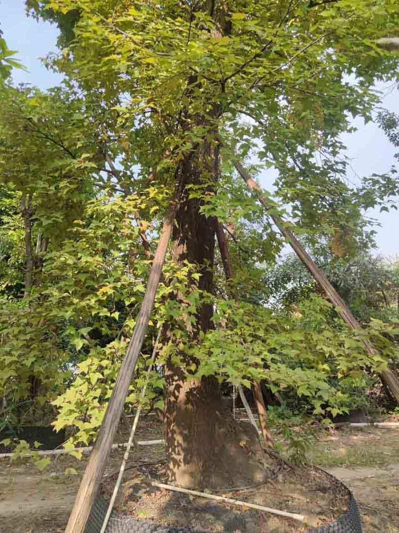  枫香树