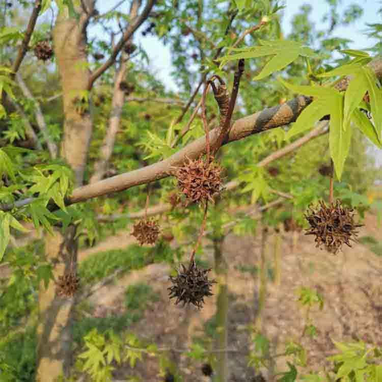  枫香树