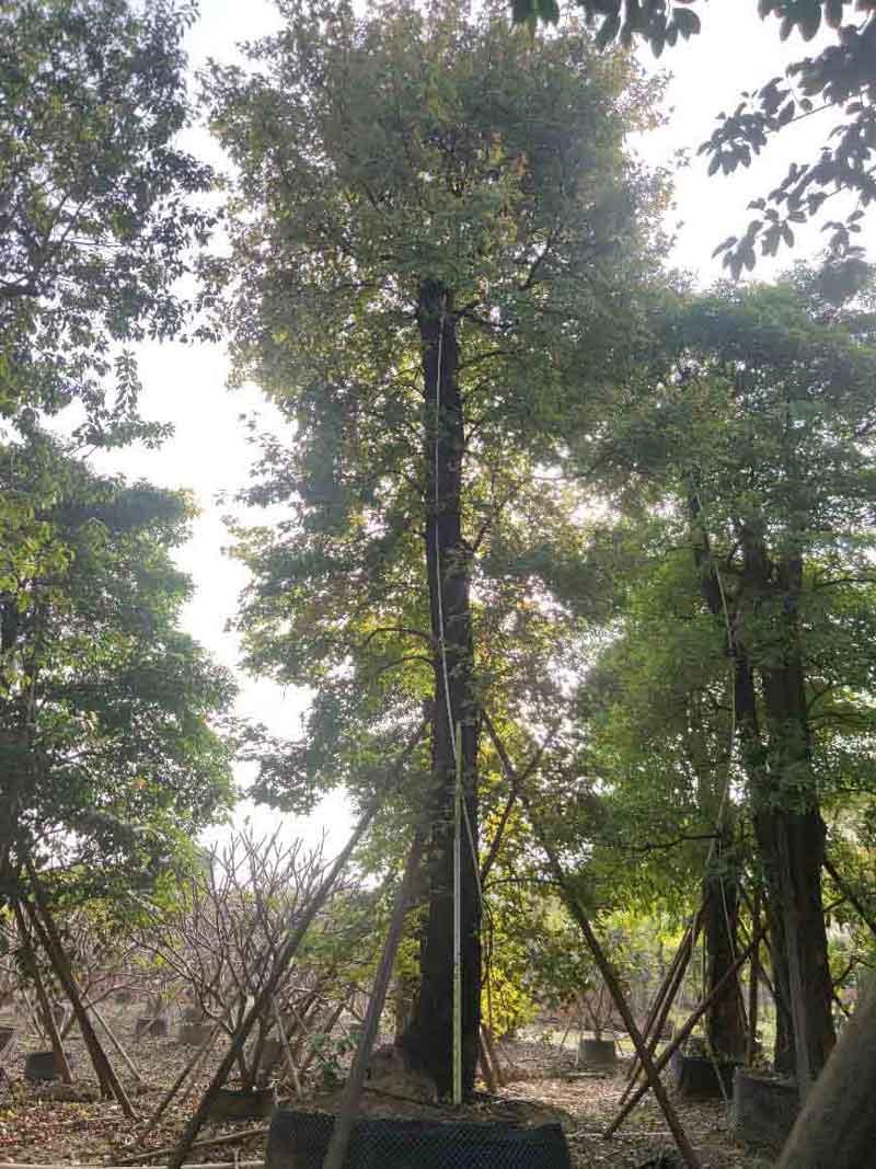  枫香树