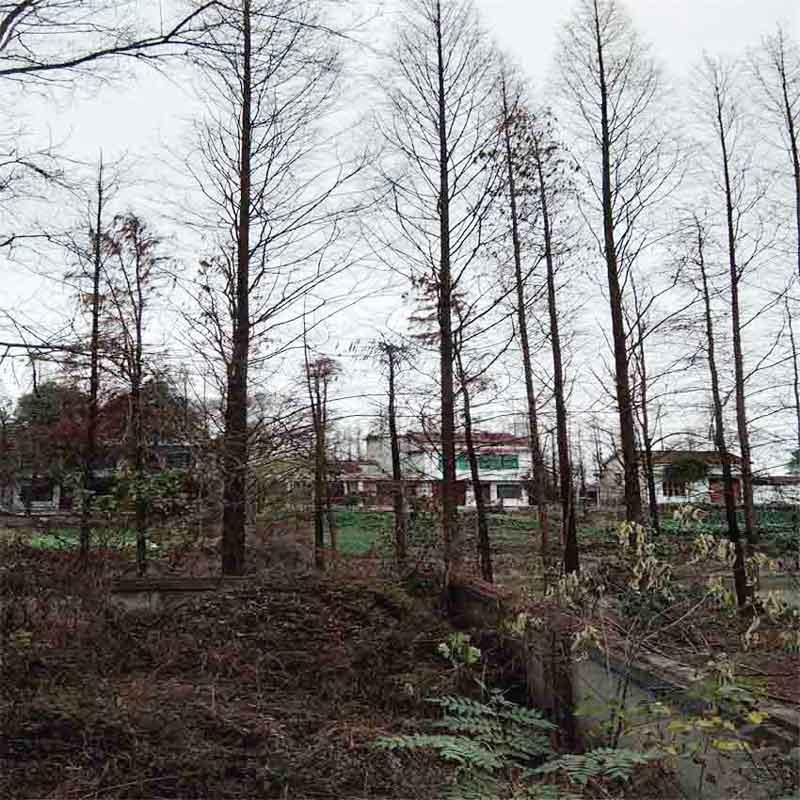  池杉