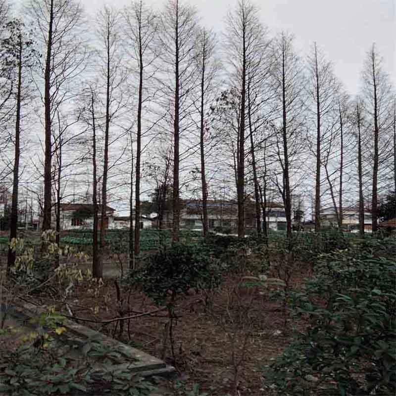  池杉