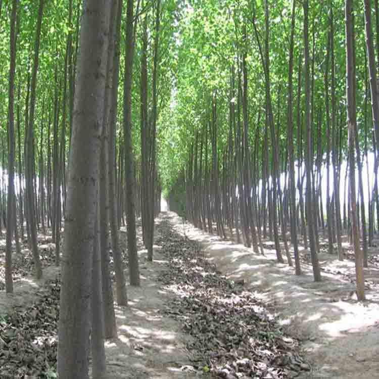  杨树