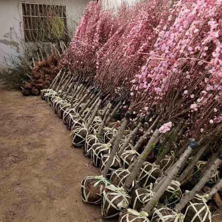  宫粉梅
